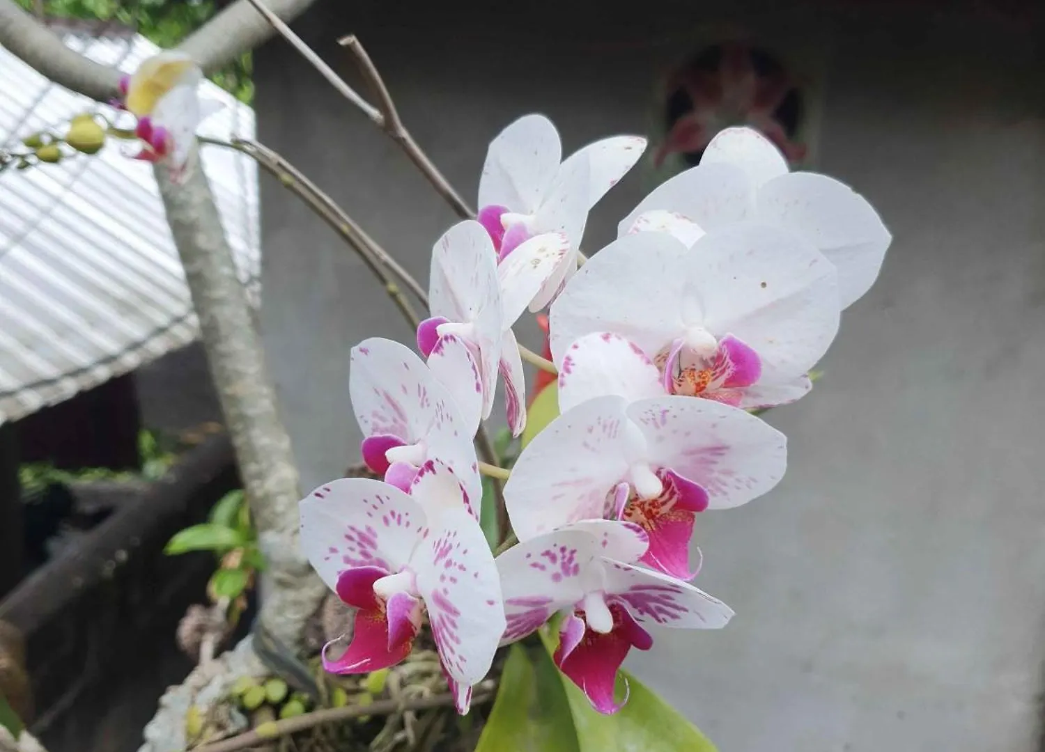 Gana Bali Homestay Ubud  Ubud (Bali)
